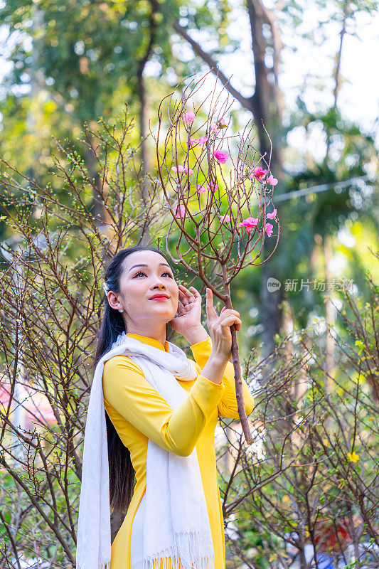 越南女孩穿着传统的ao dai服装，手持花枝在越南享受新年。春节和新年。